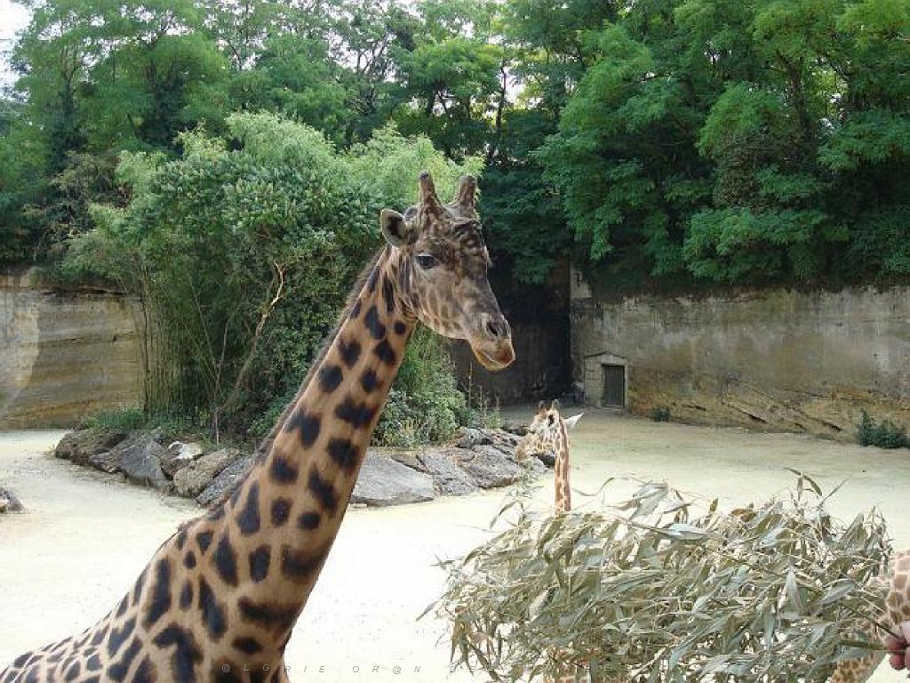 149 BIO PARC DE DOUE LA FONTAINE 1- 2016_000022.jpg